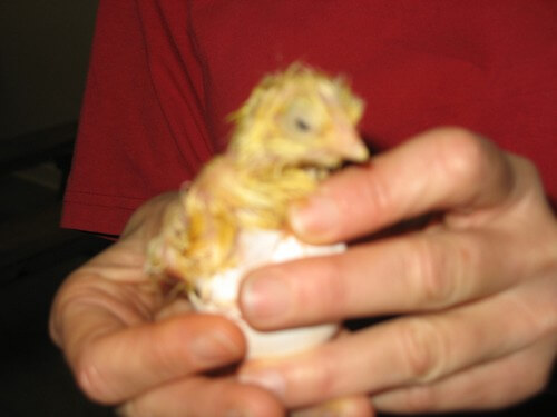 עולם האווז- מהביצה לאפרוח